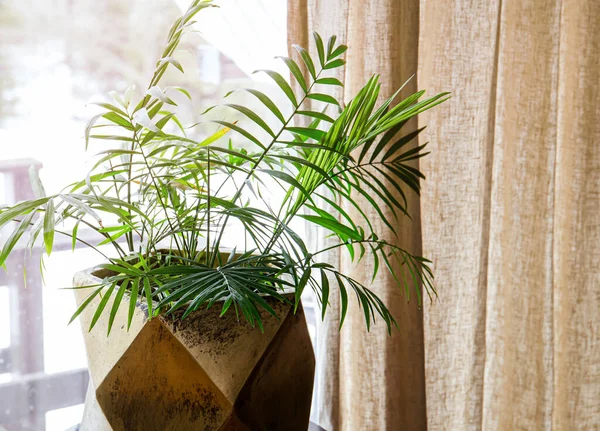 Chamaedorea Elegans Neanthe Bella Palm Parlour Palm Species Small Palm — Stock Photo, Image