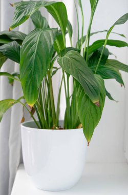 Ev bitkisi Spatthiphyllum genellikle spath ya da barış zambağı yaprağı uçları kahverengi olur. Sebepleri aşırı sulama, aşırı sıcaklık, sulama eksikliği veya aşırı gübre olabilir..