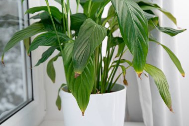 Ev bitkisi Spatthiphyllum genellikle spath ya da barış zambağı yaprağı uçları kahverengi olur. Sebepleri aşırı sulama, aşırı sıcaklık, sulama eksikliği veya aşırı gübre olabilir..