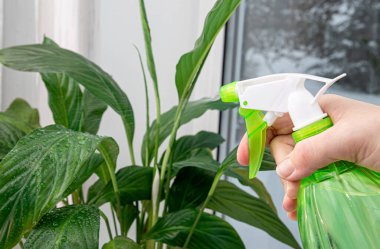 Womand hand holding spray bottle and misting houseplant Spathiphyllum commonly known as spath or peace lilies.