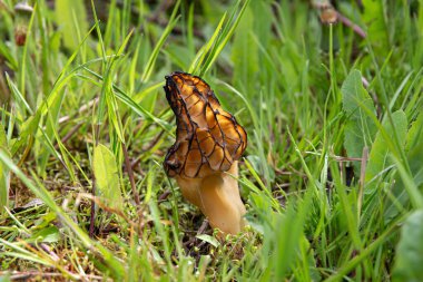 Seasonal spring mushroom Morchella conica called black morel growing outdoors on meadow. Tasty rare edible mushroom.