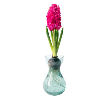Hyacinths Hyacintus orientalis beyaz arka planda izole özel büyüyen cam vazoda büyüyüp çiçek açıyor..