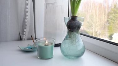 Hyacinths Hyacintus orientalis growing and blooming in home in special growing vase in February. Flowers in bloom on home window sill, selenite crystal lamp on background.