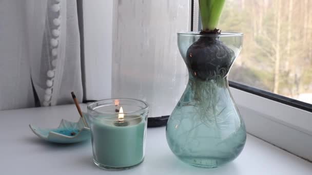 ヒヤシンスヒヤシントスのオリエンタルは 2月に特別な成長花瓶に自宅で成長して開花します ホームウィンドウの静寂に咲く花 背景にセレンテ結晶ランプ — ストック動画
