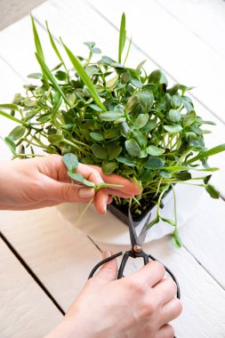 Sunflower sprouts known as microgreens growing in home kitchen and woman hand cut leaves for eating. Healthy and full of vitamins salad.