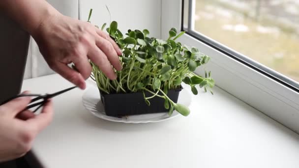 家庭の台所で成長するマイクログリーンとして知られているひまわりの芽と食べるための女性の手切り葉 健康的でビタミンサラダがいっぱいです — ストック動画