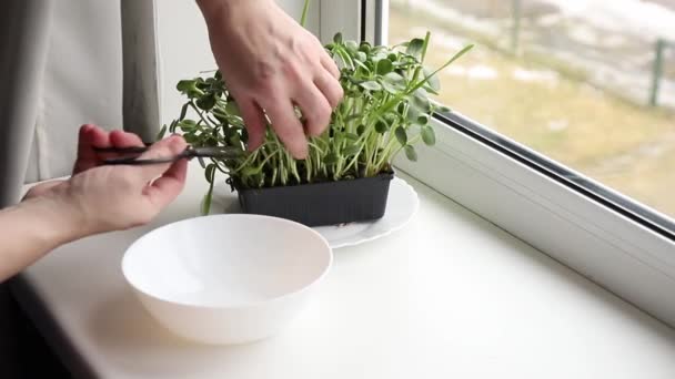 Zonnebloempitten Bekend Als Microgreens Groeien Huis Keuken Vrouw Hand Gesneden — Stockvideo