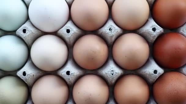Lot Different Color Chicken Eggs Arranged Color Paper Egg Box — Vídeos de Stock