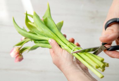 Laleleri kesen kadın vazoya koymadan önce makasla kesiyor, böylece çiçekler solmayacak ve sınıfta daha uzun süre kalmayacak..