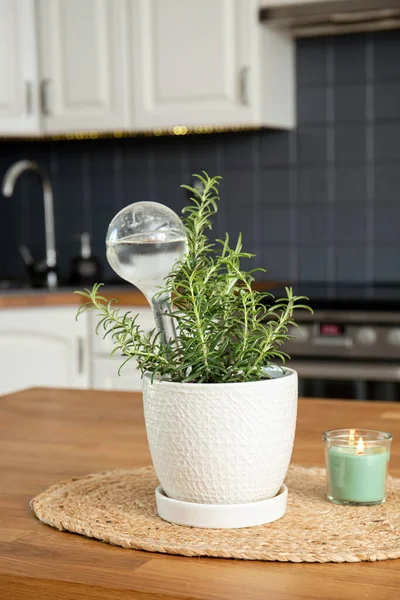 Transparent Self Watering Device Globe Potted Rosemary Herb Plant Soil — Stock Photo, Image