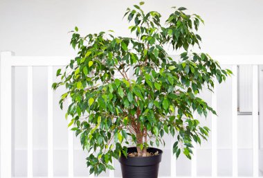 Güzel, yemyeşil bir ev bitkisi olan Ficus benjamina, genellikle ağlayan incir, benjamin incir ya da modern beyaz ev odasında yetişen incir ağacı olarak bilinir..