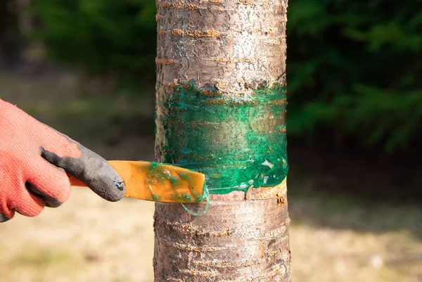Närbild Syn Person Hand Tillämpa Insekt Lim Barriär Päron Träd — Stockfoto
