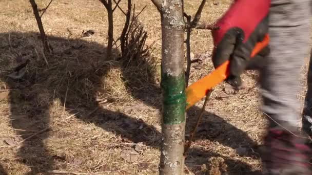 近景人员手应用昆虫胶屏障在梨树上的家庭花园 以保护昆虫 春天花园害虫防治工作 — 图库视频影像
