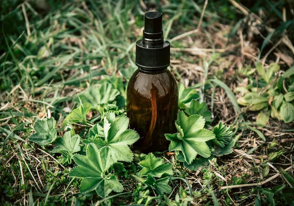 Alchemilla Vulgaris Lady Mantle Medicinal Tincture Brown Bottle Plat Leaves — Stock Photo, Image