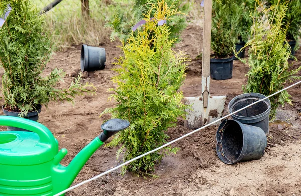 Planting Thuja Occidentalis Tree Life Hedge Home Garden Soil Outdoors — Stock Photo, Image