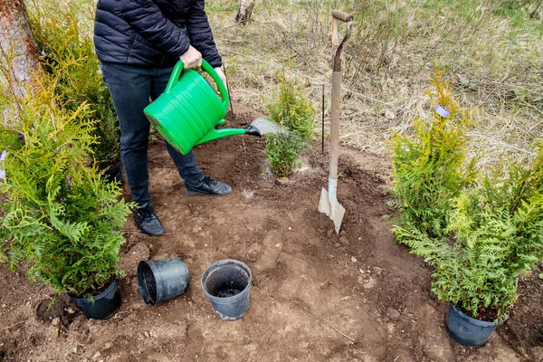 女园丁在自家花园的室外土壤中种植生命树篱 正在进行的工作 浇灌新种植的树木 — 图库照片