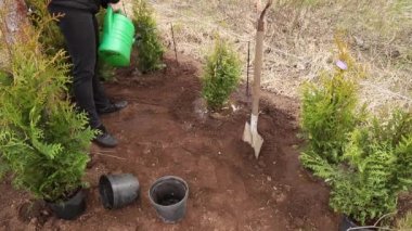 Kadın bahçıvan Thuja Occidentalis hayat ağacını baharda bahçenin bahçesine dikiyor. Çalışmalar devam ediyor, taze ekilmiş ağaçları suluyorum..