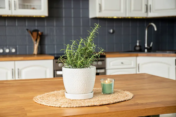 Selective Focus Potted Rosemary Rosmarinus Officinalis Herb Plant Growing Home — Stock Photo, Image