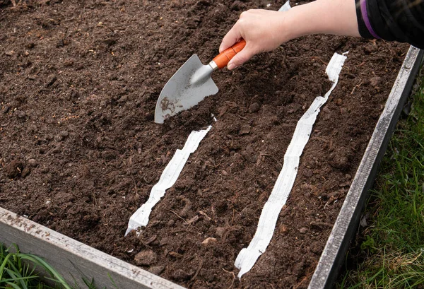 人们在自家花园里种植色拉植物 春天用白纸种子带种植园圃床 巫婆在园中种植种子 播下微小种子快速简便的方法 — 图库照片