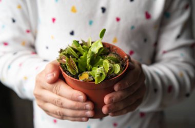 Venüs Sinek Kapanı 'nı elinde tutan çocuk elleri, Dionaea muscipula saksısı evde. İlginç bir alternatif ev bitkisi konsepti.