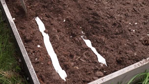 Люди Які Вирощують Салатні Рослини Домашньому Саду Навесні Вирощували Садову — стокове відео