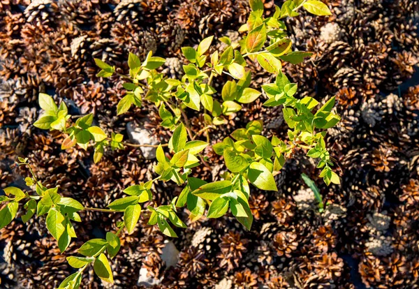 Borůvkový Keř Vaccinium Corymbosum Domácí Zahradě Borovým Kuželem Mulče Kolem — Stock fotografie