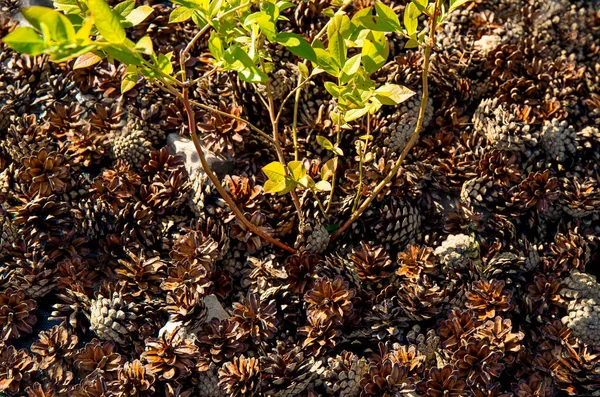 Krzew Jagodowy Vaccinium Corymbosum Ogrodzie Domowym Sosnową Ściółką Stożkową Wokół — Zdjęcie stockowe