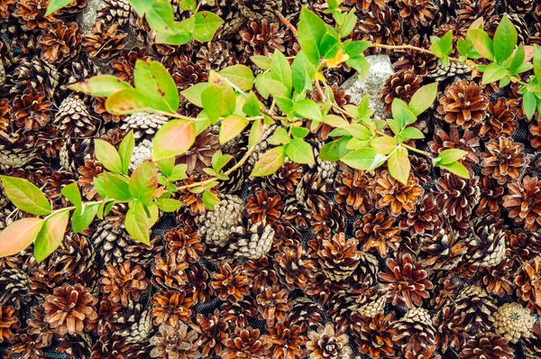 Borůvkový Keř Vaccinium Corymbosum Rostoucí Domácí Zahradě Borovým Kuželem Mulče — Stock fotografie