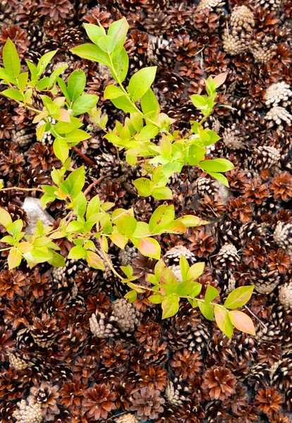 Borůvkový Keř Vaccinium Corymbosum Rostoucí Domácí Zahradě Borovým Kuželem Mulče — Stock fotografie