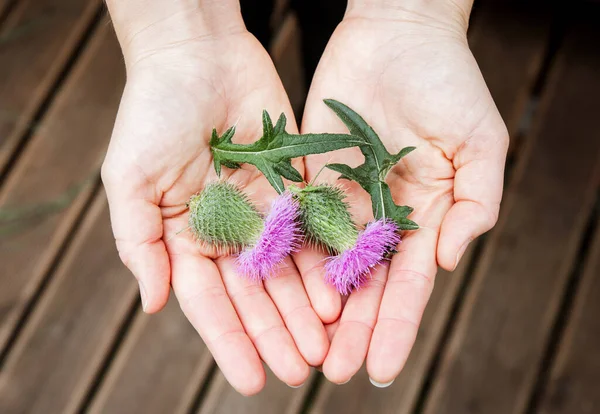 Onopordum acanthium, cotton thistle, Scotch or Scottish thistle flower blossoms on woman palms hands. Herbal medicine concept.