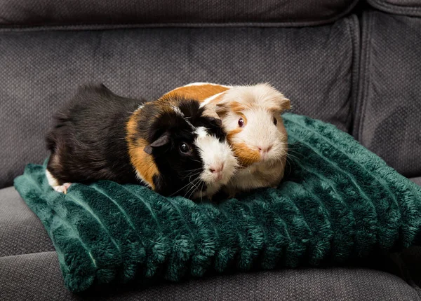 豚鼠或家养豚鼠Cavia Porcellus 也称为鱼子酱或家养鱼子酱 两只可爱的豚鼠宠物在家里客厅沙发上柔软的绿色枕头上 — 图库照片