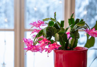 Cultivar belonging to the Schlumbergera Truncata Group called Christmas cactus or Thanksgiving cactus. Plant growing in flower pot in home, full bloom with snowy landscape seen from window. clipart