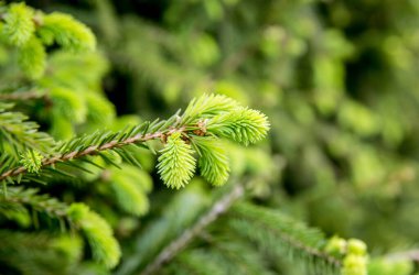 Spruce Tree Picea ilkbaharda çam ağacından taze ipuçları verir. Yiyecek ve bitkisel ilaç malzemeleri.. 