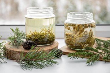 Making syrup of fresh pine needles and spruce needles. Glass jars with needles infused with water in home kitchen.
