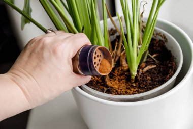 Using powdered cinnamon on house plant as fungicide which has antifungal properties and pest control. Person hand sprinkle cinnamon powder on house plant in home. clipart