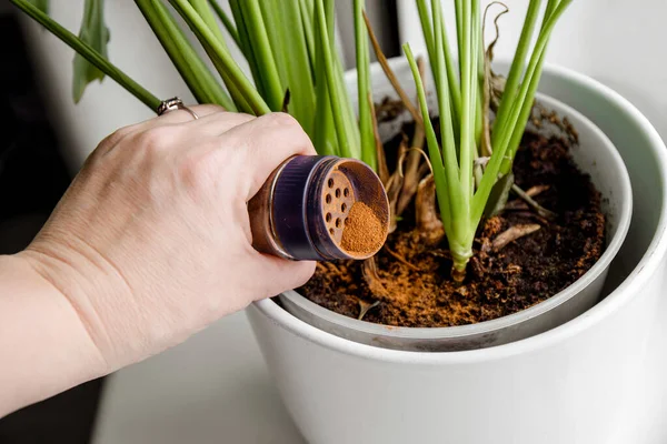Using powdered cinnamon on house plant as fungicide which has antifungal properties and pest control. Person hand sprinkle cinnamon powder on house plant in home.