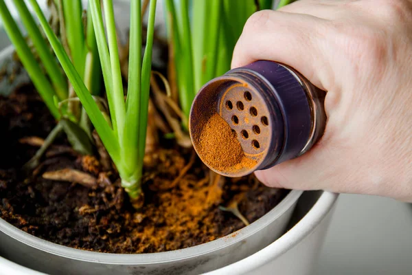 Using powdered cinnamon on house plant as fungicide which has antifungal properties and pest control. Person hand sprinkle cinnamon powder on house plant in home.