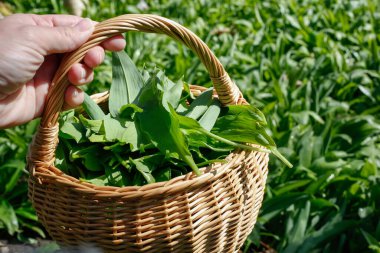 Taze koparılmış doğal sarımsak, Allium ursinum yeşili yapraklarla dolu hasır sepete odaklan. Sepeti tutan ve baharda doğayı gösteren kişinin yakın görüntüsü..