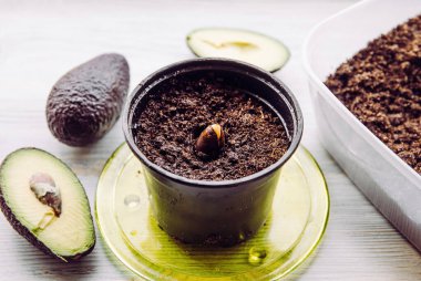 Marketten aldığımız tohumlarla avokado yetiştirerek avokado sebzesi aldık. Toprağın içindeki tohumun üst görüntüsü..