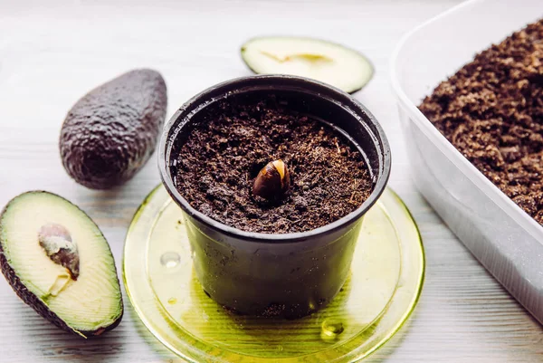 Marketten aldığımız tohumlarla avokado yetiştirerek avokado sebzesi aldık. Toprağın içindeki tohumun üst görüntüsü..