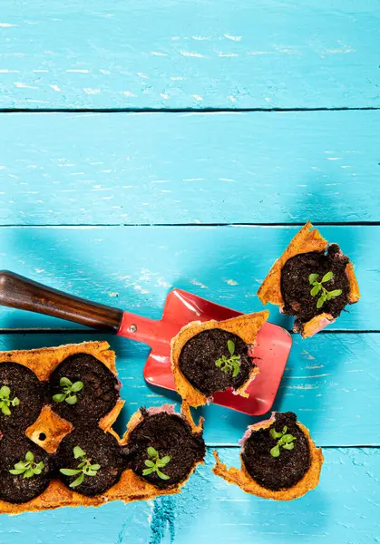 Small starter plats growing in yellow carton chicken egg box in black soil. Break off the biodegradable cup and plant in soil outdoors. Zero waste reuse concept. Blue wooden background copy space.