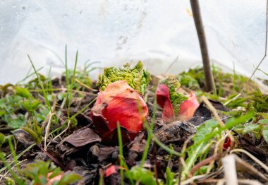 Young fresh rhubarb sprouts from the soil in spring outdoors in garden, covered with greenhouse plastic sheeting to speed up the growth with warmth. clipart