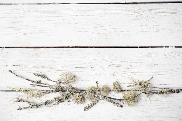 Panneau Bois Rugueux Blanc Fond Fait Avec Lichen Dans Section Image En Vente
