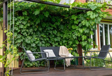 Arka duvarda üzüm asmaları olan ev yapımı ahşap pergola, siyah renkli bahçe mobilyası seti, turuncu çiçekli vazo. Yeşillik yaz bahçesinde..