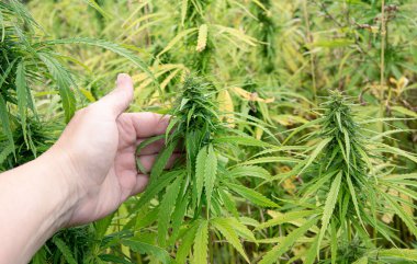 Tarımsal amaçlar için tarlada yetişen yasal Kenevir Sativa bitkileri. El ele tutuşup bitkileri gösteriyor. Yazın büyük bir açık alan..