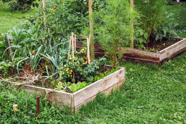 Ev bahçesinde el yapımı işlenmemiş ahşap döşekler. Yazın açık havada çeşitli organik sebzeler yetişiyor..
