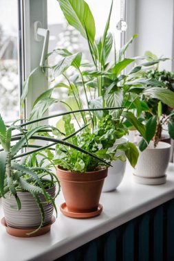 Pencere pervazında bir sürü bitki yetişiyor. Ardisia crenata, Euphorbia luconeura, Spathiphyllum, Asplenium nidus, Aloe vera, Dracaena angolensis.