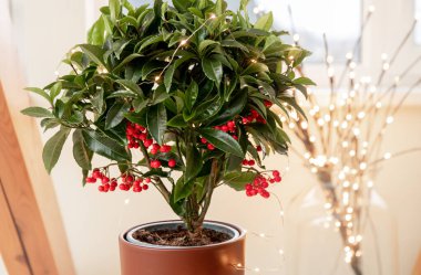 Ardisia crenata 'nın, Primulaceae' nin çeşitli isimleriyle Noel meyvesi, Avustralyalı çoban püskülü, mercan tarlası, mercan çalısı, mercan üzümü, karadut ağacı, tavuk gözü ve baharat ağacı olarak bilinir.. 