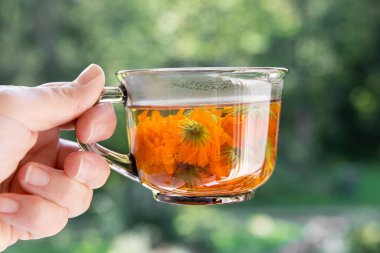 Calendula officinalis 'i tutan kadın kadife çiçeği, rubleler, kadife çiçeği ya da İskoç kadife çiçeği çiçeği çayı, temiz bardakta bitki çayı, tıbbi tedavi kavramı. Beyaz tahta arka plan. Kurutulmuş çay..