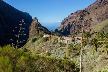 Masca Vadisi 'ndeki küçük Masca köyü, Teno, Tenerife' de yer alıyor. Tenerife adasındaki kayalıklar arasındaki köy.